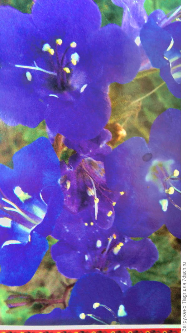 ТаФото не ахти, так как это я пакетик с семенами сфотографировала)))