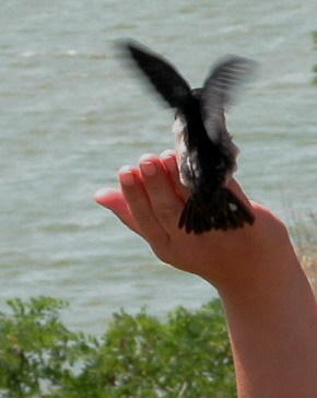 птенец ласточки на моей руке