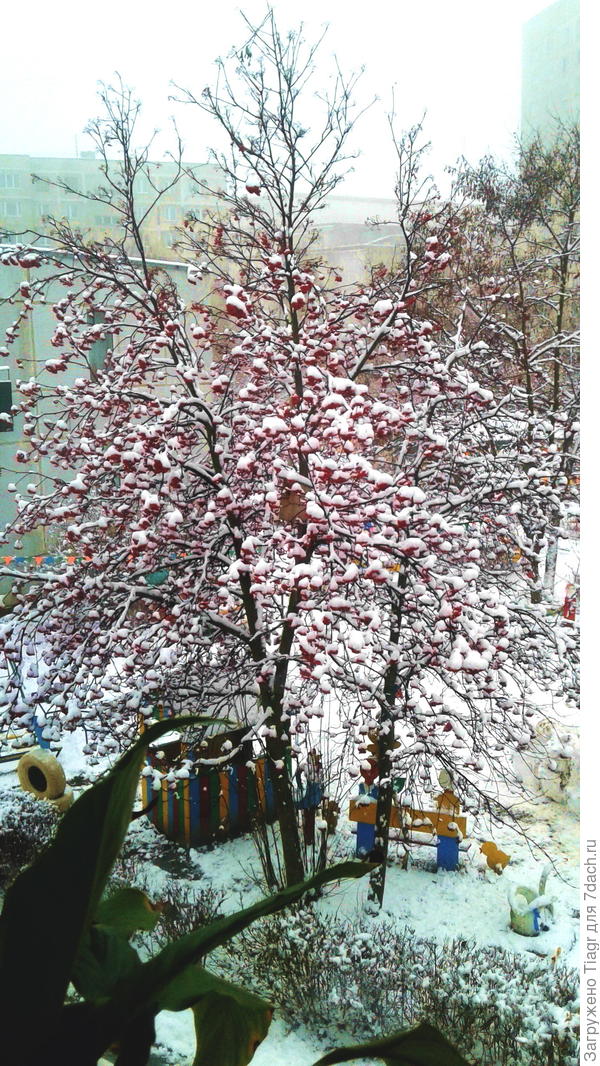 Вчера в Подмосковье выпал снег