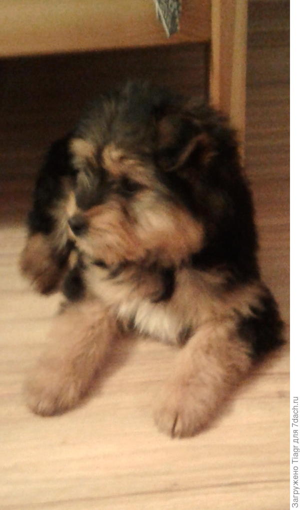 ещё одно трёхцветное чудо))))