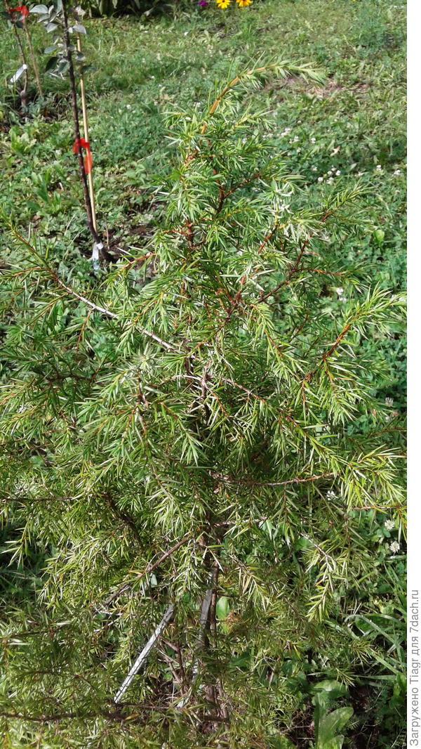 вот он. А через годик-два станет с идеальной формой кроны. Это я знаю точно, так как у соседей такие же растут и тоже из леса пересаживали кривенькими и дохленькими.