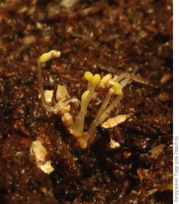 Вот она))) махонькая-махонькая))))