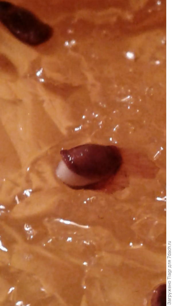 Например, сейчас Вы видите рождение лиственницы. Фото сделала только что)))