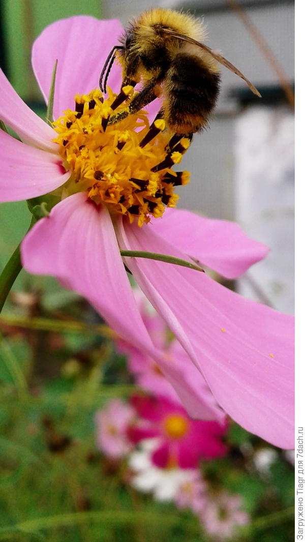 У нас, на территории детского сада растут обычные в белых и розовых тонах)))