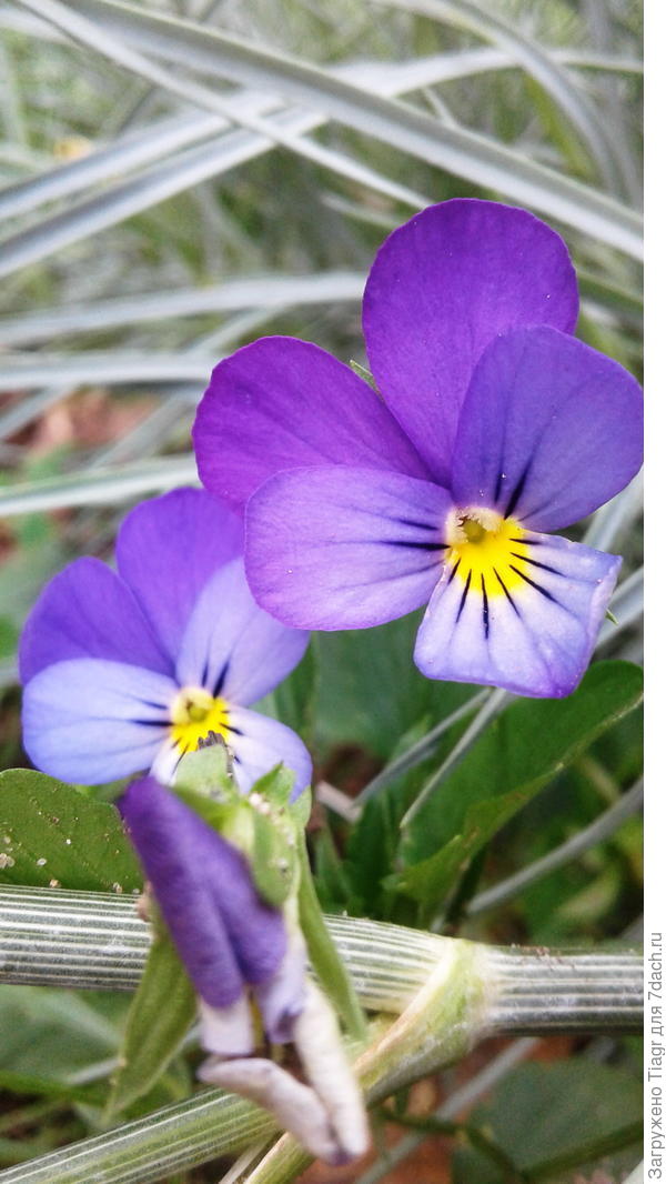 очень на Анютки похожа)))