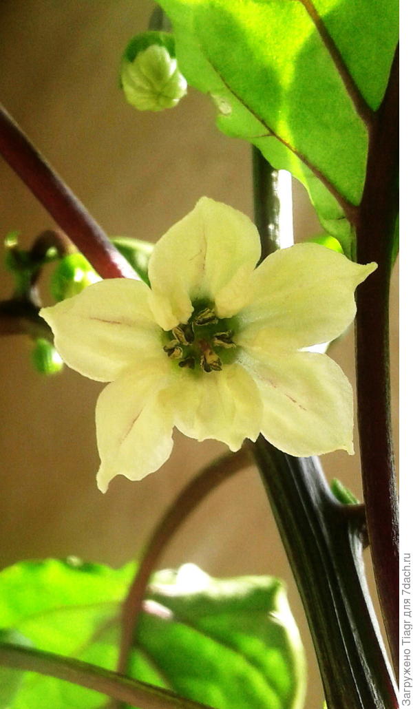 Нашей солнечной девочке))))