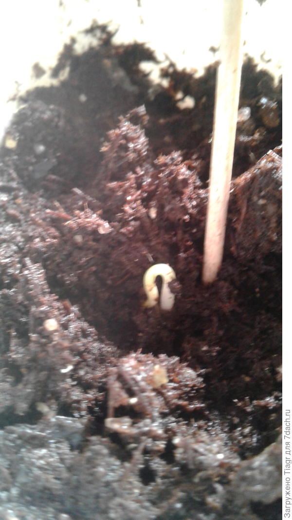 и я терпеливо выжидаю. Время есть на ожидние всходов, не смотря ни на что.