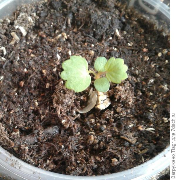 Вот так она выглядела у меня. Размер можно понять, так как росточек в обычном пластиковом одноразовом стаканчике