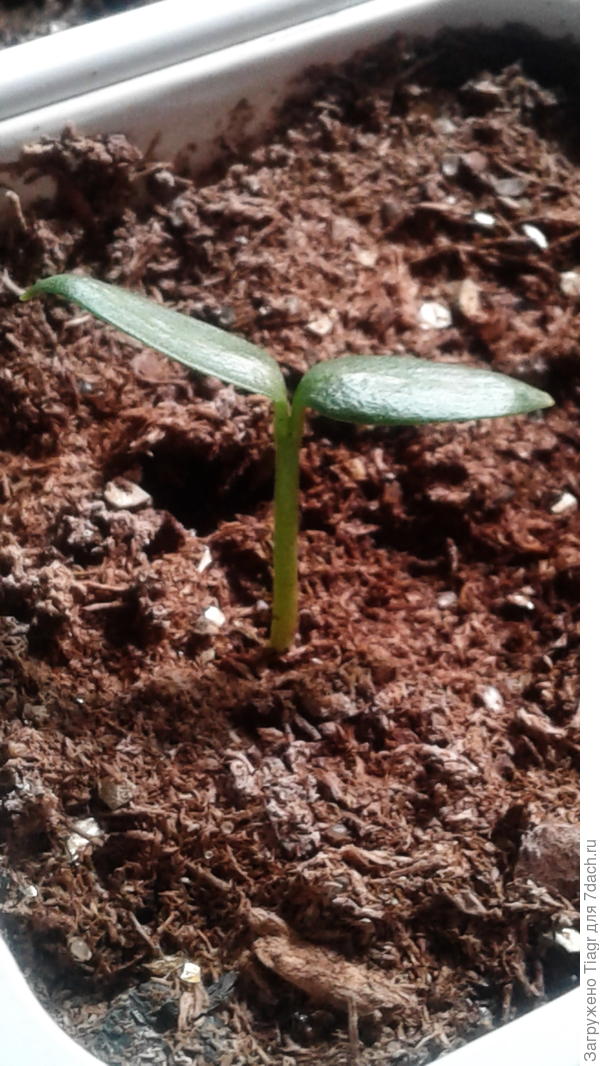 этот перчик того же сорта, но уже с горизонтальными семядольками