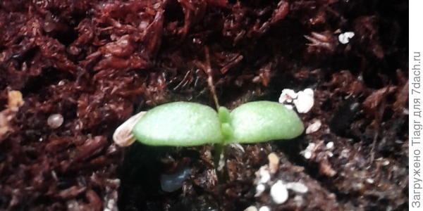 Первые настоящие листочки