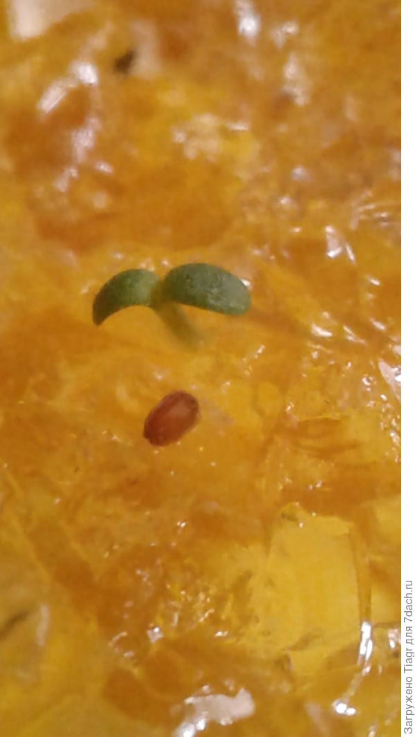 Первые семядольки