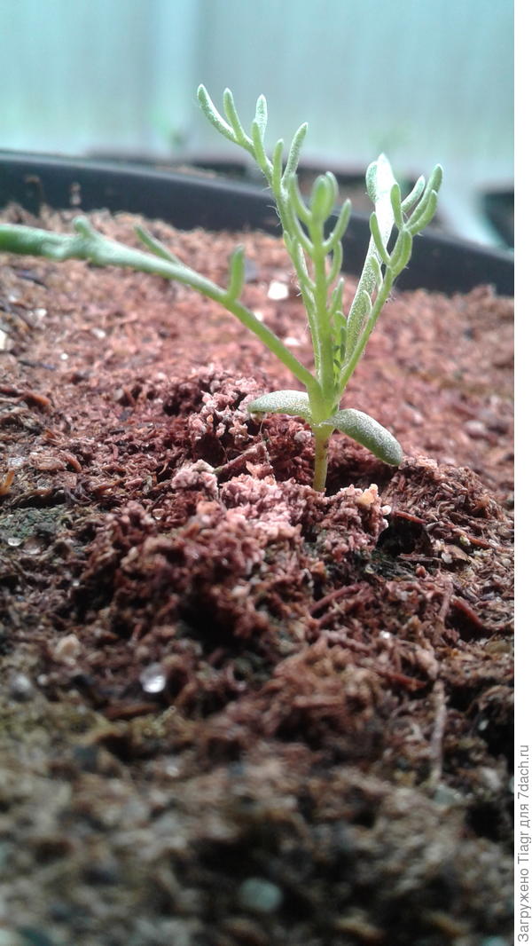 И вот сейчас она уже такая пушистенькая))))