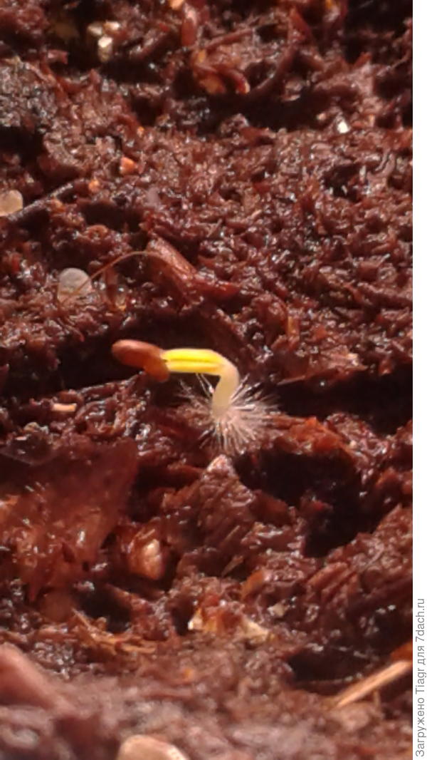 Это рождается монарда гибридная Бергамо