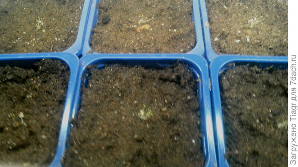 и так все гранулы