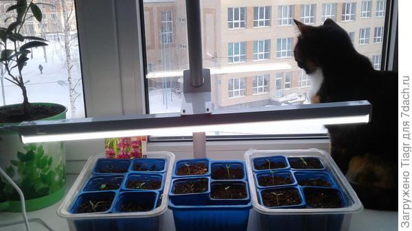 Но за окном интересней))))