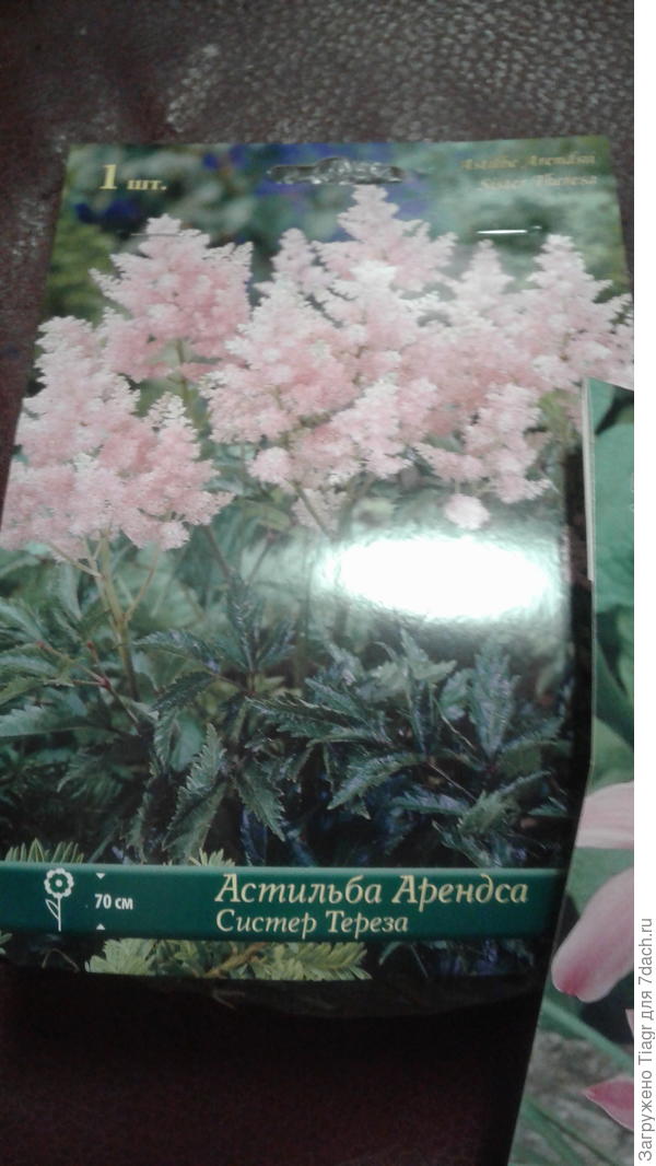 Никогда у меня не было астильбы