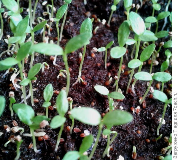 "посолила" называется)))