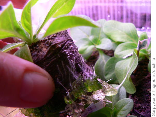 Опыт использования гидрогеля Татьяной (Makta)