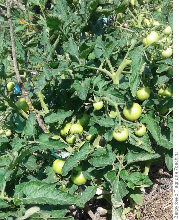 Томаты росли без какого-либо укрытия. Вообще ничем не укрывала. И это прошлое лето в Подмосковье. Выращены без пикировки.