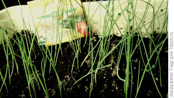 лук "Эксибишен" (только что сфоткала)