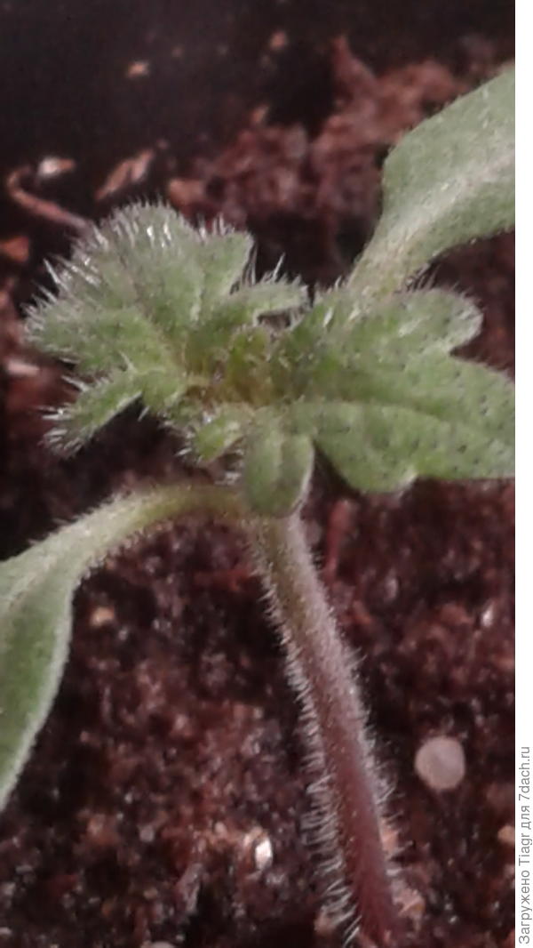 Вот Томат "Полосатый рейс"