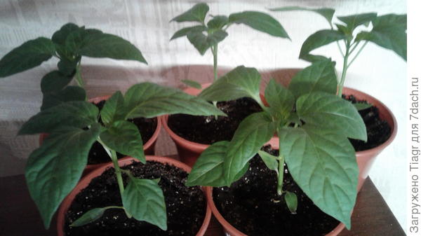 Это Большое золото с предыдущего посева