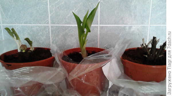 Все до единого растения живы и здоровы.