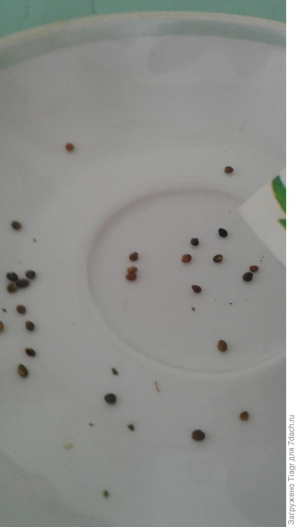 высыпали на блюдце