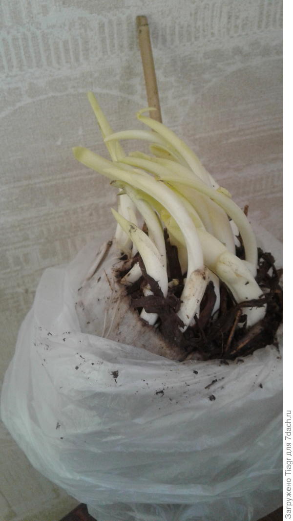 теперь на свету позеленеют, а потом на даче зацветут)))) Ураааа!!!!