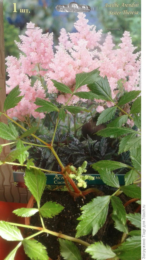 Зацветает)))) Это я в ДАшке купила))))