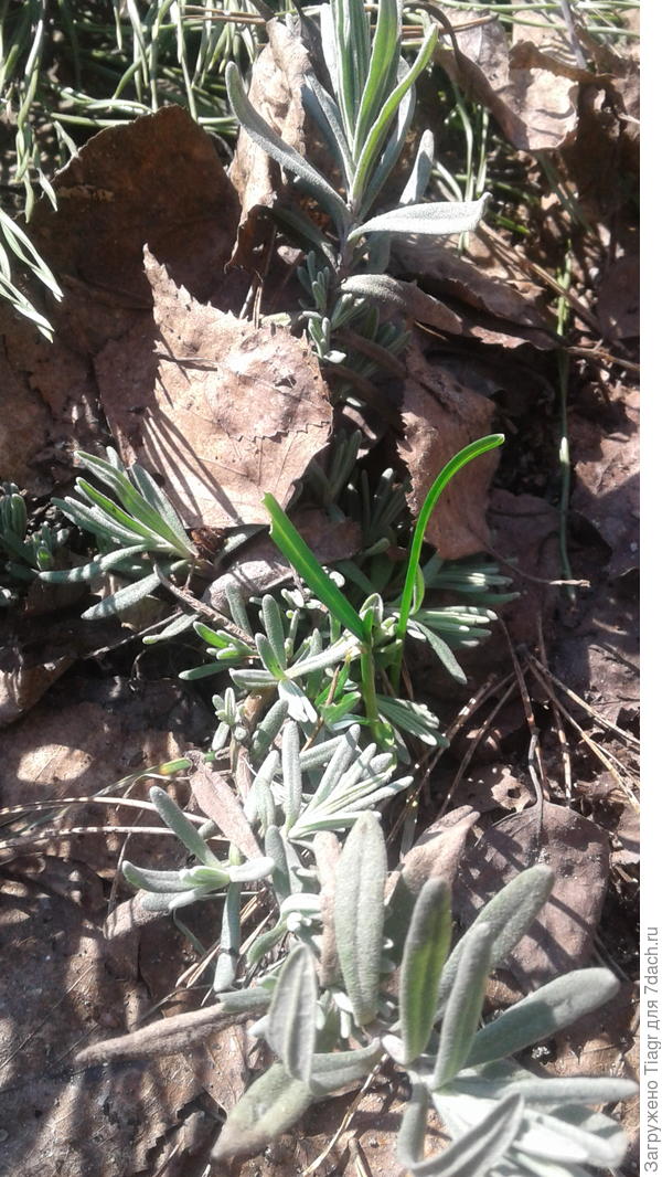 все 10 кустиков ЖИВЫ))))