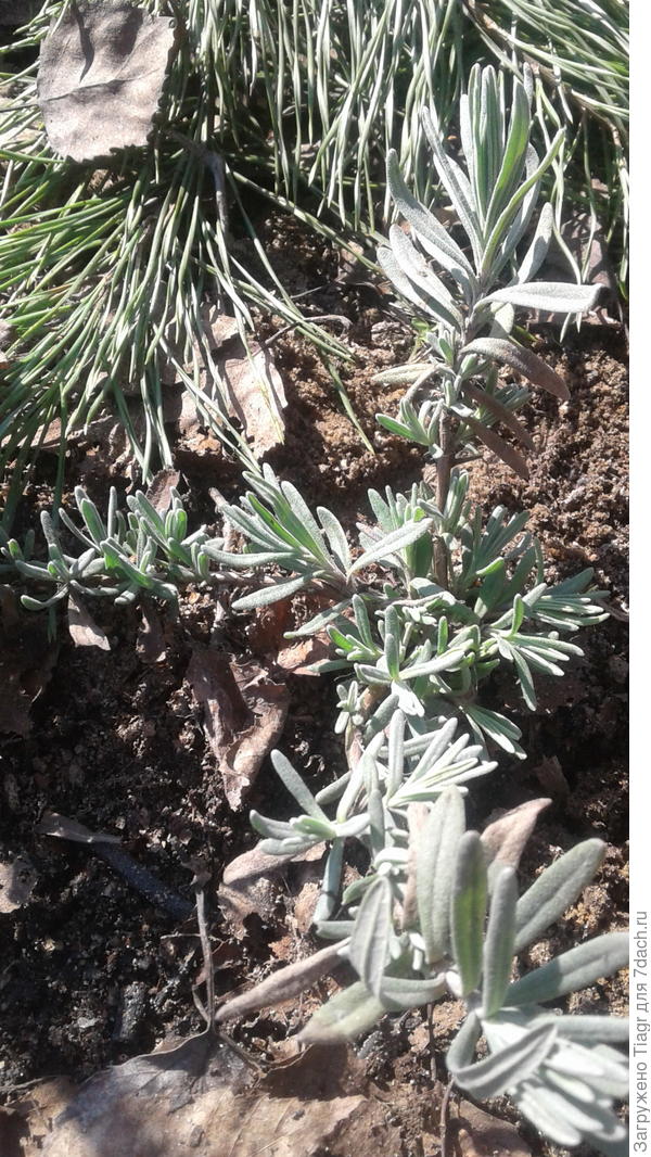 лапник - идеальное укрытие