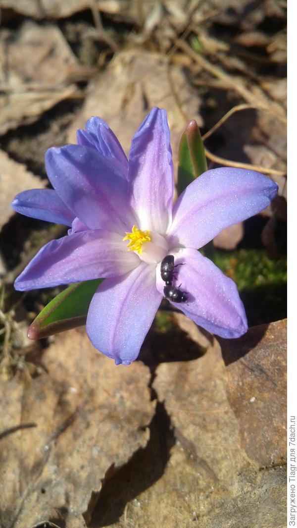 Цветочки и букашки проснулись))))