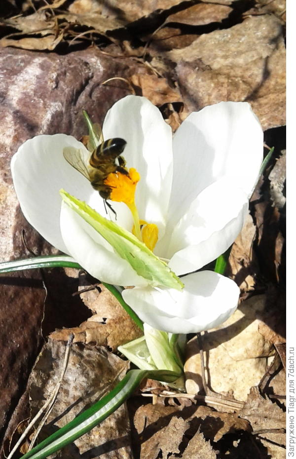 а вот есть фото с думя насекомыми