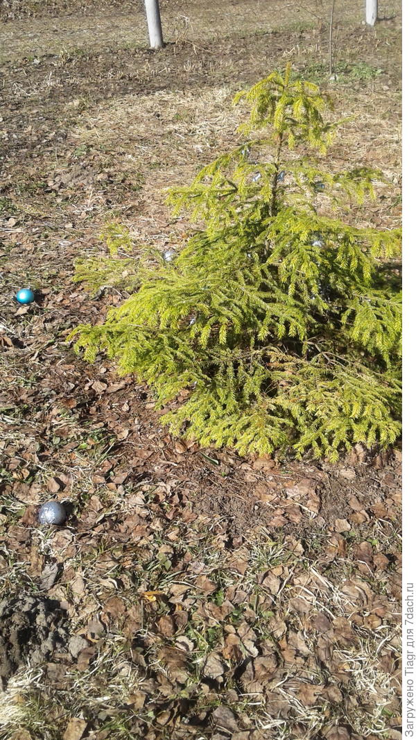 Упали шарики, висевшие с прошлого лета на ёлочке))))