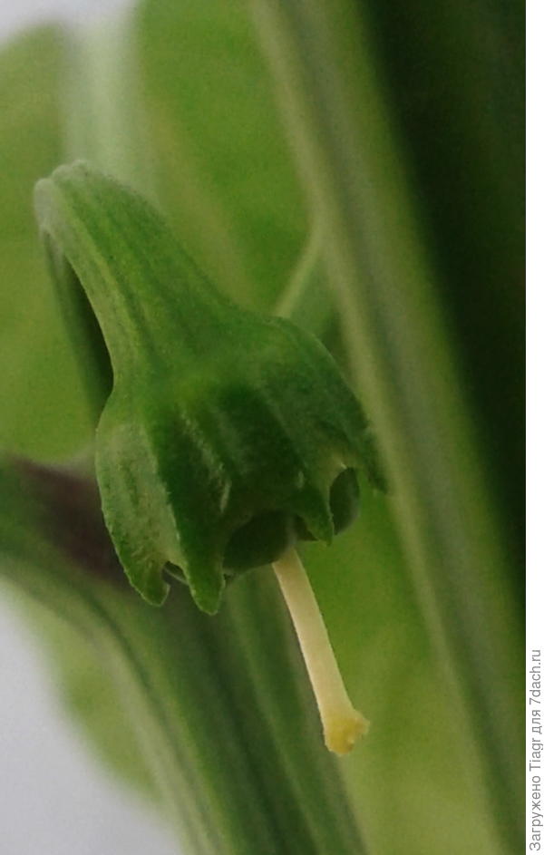 уже можно есть)))) на один зубок))))