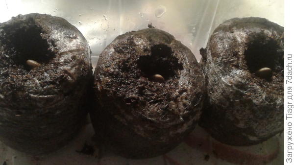 я не выдержала и посеяла их