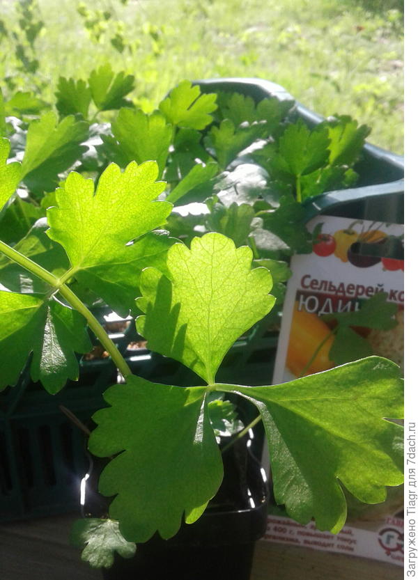 ))))) почти цветы))))