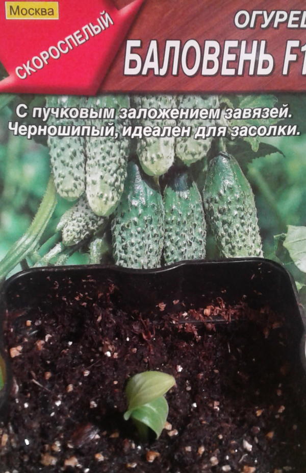 Утро 15 мая