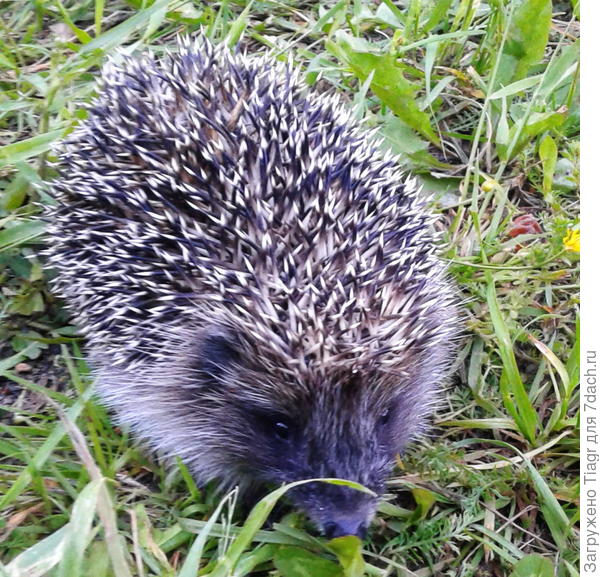 вот такие очаровашки))))