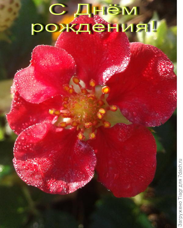 Счастья, радости, улыбок!