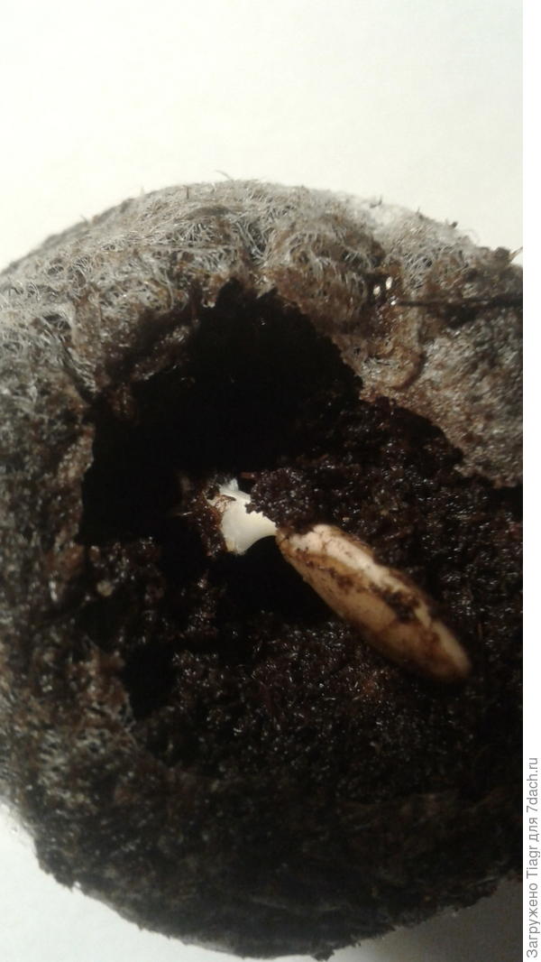 и вот, что там