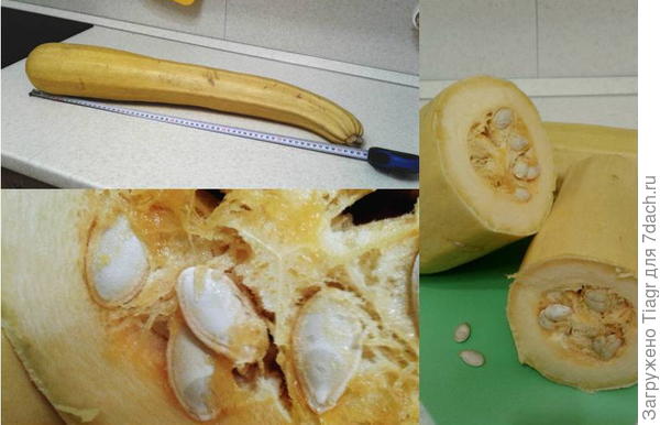 вот из этого кабачка свои семена.