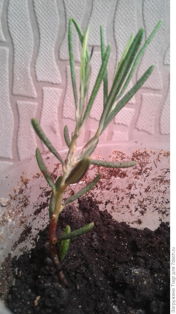 уже новые листочки появились.))))