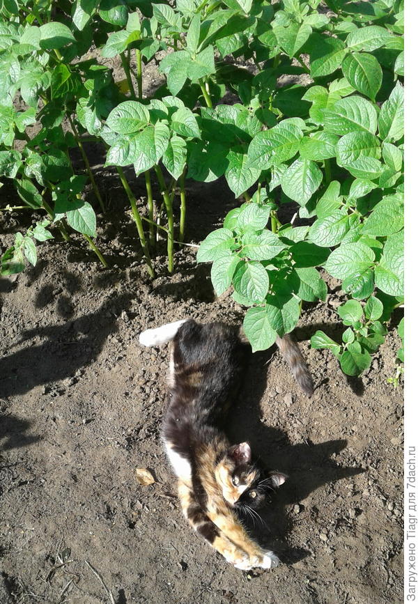 ни одного жучка