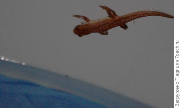 Это она попить решила из детского бассейна.