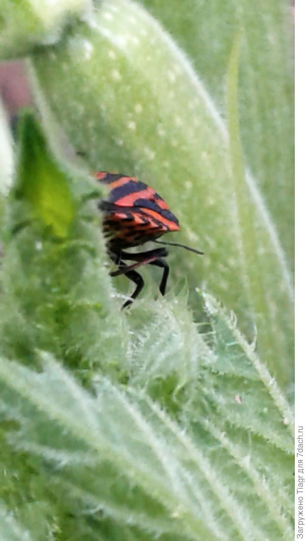 видишь, пятнистый будущий кабачок?