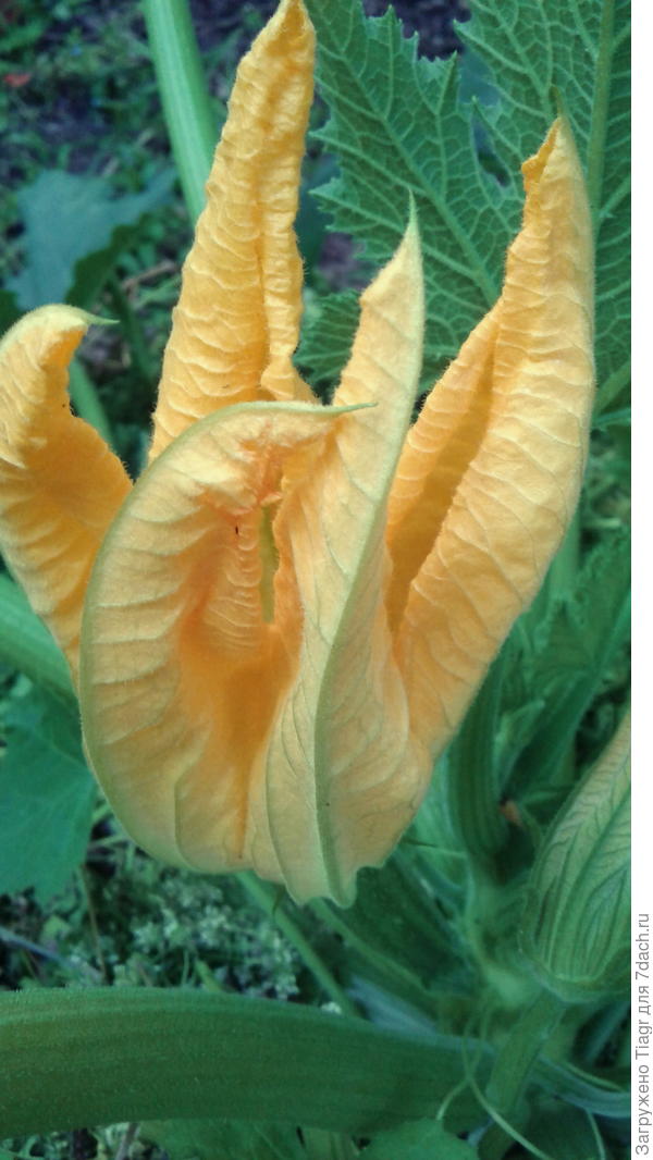 видимо, не суждено им быть опылёнными((((