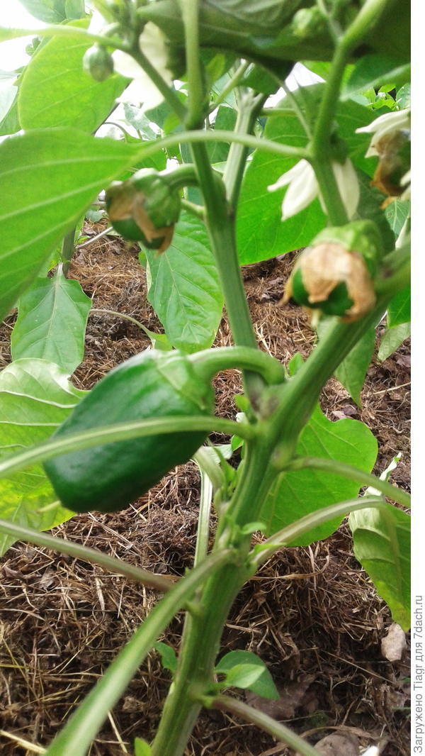 Дед мороз. Аналогично.