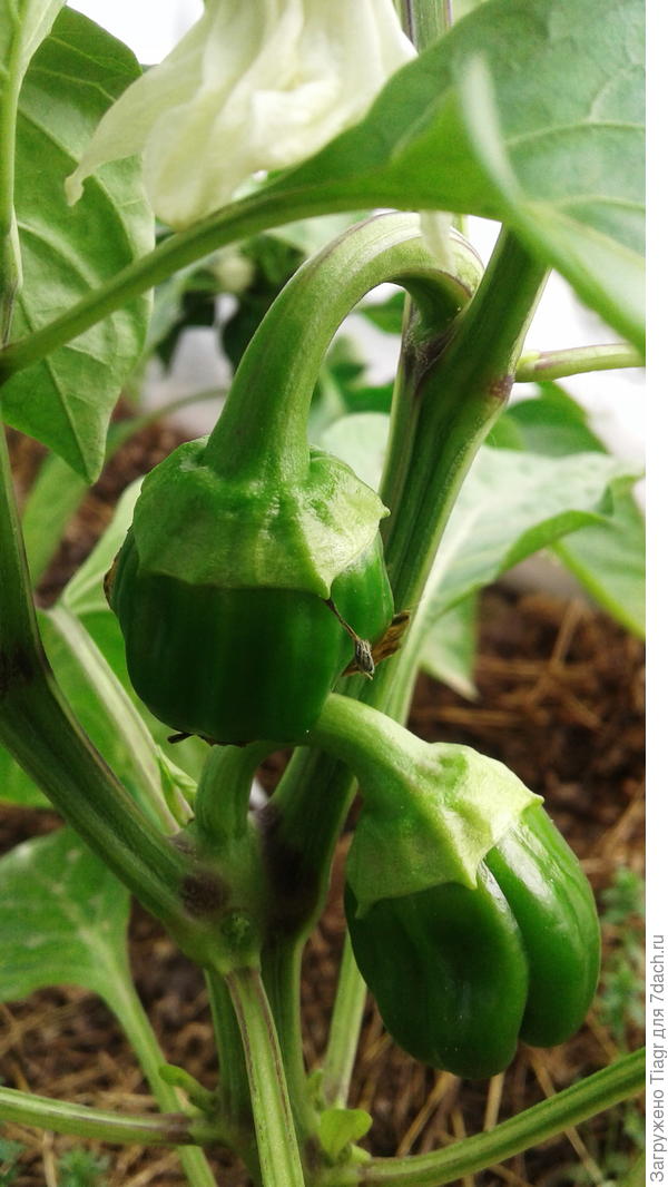 большой куш. Внизу коронный, а выше тоже завязываются плоды